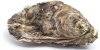 Native Oyster